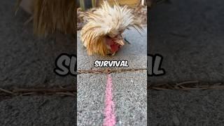 Tonic immobility explained 