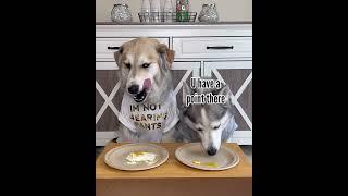 Dogs Try Different Foods