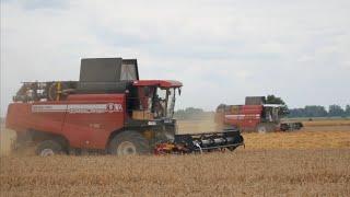 Wheat harvest / 6 combines - GOMSELMASH GS12A1 PRO, GS12A1, 4 GS12 / MAZ 5516, 5551 etc. /