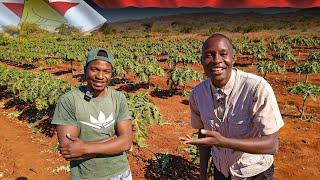 From Kenya to Becoming One of The BIGGEST FARMERS in Zimbabwe