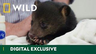 Tiny Bear Cub Is Found Abandoned | United Vets of America | National Geographic Wild UK