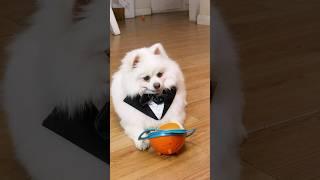 Nico is a trick expert!#nico #smartnico #funny #fyp