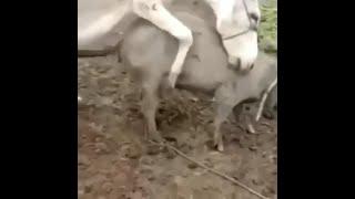 Horse Mating Video. Donkey Mating With Pig . Animal Mating Videos