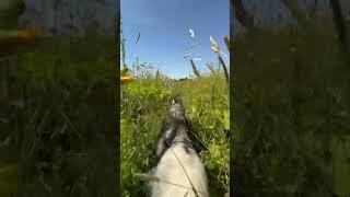 Run Luna Run #shortsclip #youtubeshorts  #husky #dog