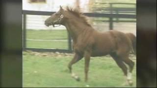 SECRETARIAT - Heart Of A Champion