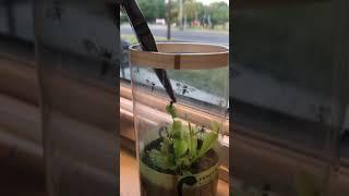 VENUS FLY TRAP GETS FORCE FED AN ANT!