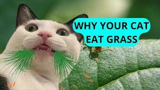 The Mystery Behind Why Your Cat Loves Eating Grass!