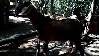 Kambing  kawin  dengan  manusia