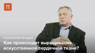 Константин Агладзе - Тканевая инженерия сердца