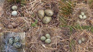 birdnesting, lots of nests and eggs