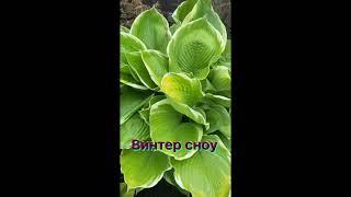 Хоста гибридная Винтер Сноу. hosta hybride Winter Snow. Сад хост #хосты#хоста#сад#садоводство