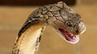 13 Amazing Things About Snakes