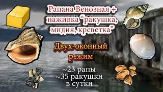 Рапана Венозная + Ракушка | Рыбалка в 2 окна | РР 3.99