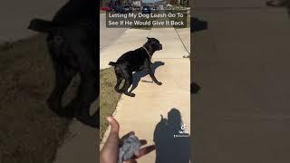 My Cane Corso Ran Away From Me  #canecorso #bigdog #tiktok