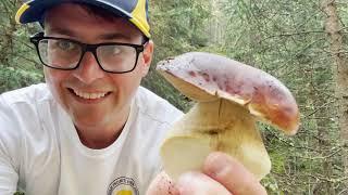 Hunting Rocky Mountain Porcini (Boletus Rubriceps) with Mushroom Cult & Fascinated by Fungi