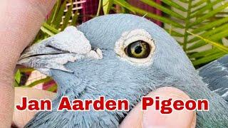 The Most Famous Pigeon In The World | Jan Aarden Pigeon | Machiel Bujik Jan Aarden Racing Pigeon