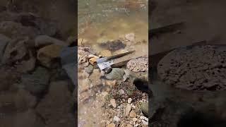 GOLD PROSPECTING #goldmining #gold #sluicebox #nature