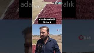 Biberde Maliyet Oyunu! Çiftçi İfşa Etti #short