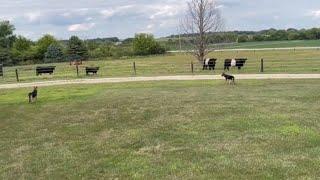 Review and installation of the Extreme Dog Fence inground dog fence | Belted Galloway Homestead