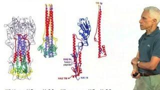 Hemagglutinin conformational changes - Stephen Harrison (Harvard/HHMI)