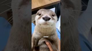 Otter  #foryou #funny #animals #otter  #shorts #youtubeshorts