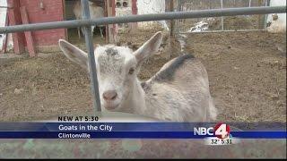 Goats in the city