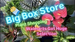 Big Box Store Plant Shopping Walmart Cheap Houseplants and Outdoor Plants