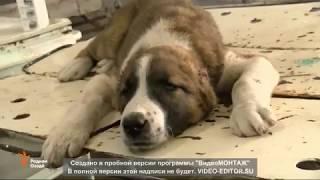 "Зоти гов" ё "авлоди гов"? Баҳси доғ дар порлумони Тоҷикистон