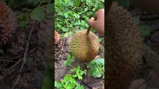 Belah durian hutan jatuh dipohonnya  #shorts #short #youtubeshorts