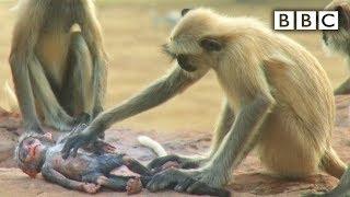 Langur monkeys grieve over fake monkey | Spy in the Wild - BBC