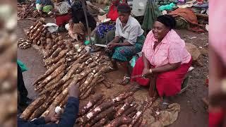 BACK TO FARM CASSAVA CROPPING SYSTEM