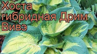 Хоста гибридная Дрим Вивэ (hosta)  хоста Дрим Вивэ обзор: как сажать рассада хосты Дрим Вивэ