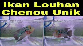 Ikan Louhan Chencu unik#Djiris TV