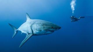 The Great White Shark of Guadalupe Island - Nat Geo Wild Documentary 2020 HD 1080p