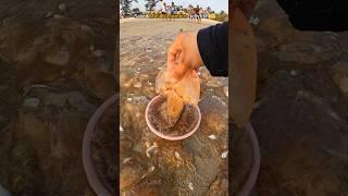 Rescue mission (part 5): Over 100+ jellyfish safely returned to their home 