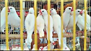 The Java sparrow (Lonchura oryzivora), also known as Java finch #birds #javasparrow #birdmarket