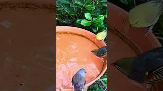 Finches and softbills bathing #birds #bird #aviary