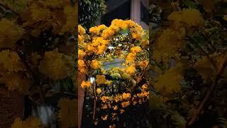 Night beauty in Saitama.  #japan #nature #saitama #travel