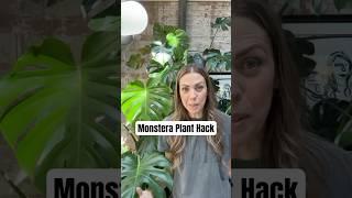 Got crazy Monstera aerial roots? Try this!