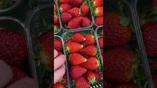 Крупная клубника сорта АЛЬБА