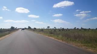 Big group of buffalos crossing the road in Krugerpark in South Africa in april  2017 (4K res)