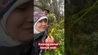 KANTUNG SEMAR BENTUK ANEH #viral