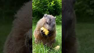 "Discovering the Amazing Black-Capped Marmot: A Fascinating Wildlife Journey!"