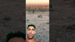 deer baby hyena  #greenscreen #reaction #wildlife #deer #animals #safari