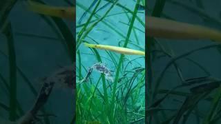 Seaweed Fish  #shorts #seaweed #fish