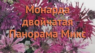 Монарда обыкновенный Панорама Микс  Панорама Микс обзор: как сажать, семена монарды Панорама Микс