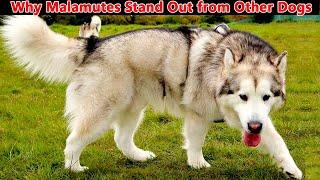 6 WAYS ALASKAN MALAMUTES DOGS ARE DIFFERENT FROM OTHER DOGS || Malamute Myths Debunked