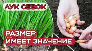 Какой лук - севок выбрать? Мелкий или крупный? Выбираем лук - севок правильного размера.