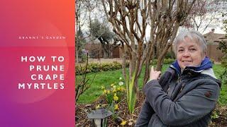 HOW TO PRUNE CRAPE MYRTLES