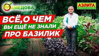 Базилик Овощной: с огорода на стол. Всё про ВЫРАЩИВАНИЕ БАЗИЛИКА